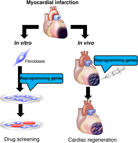 ダイレクトリプログラミングによる心血管発生と再生医学への新しい展開